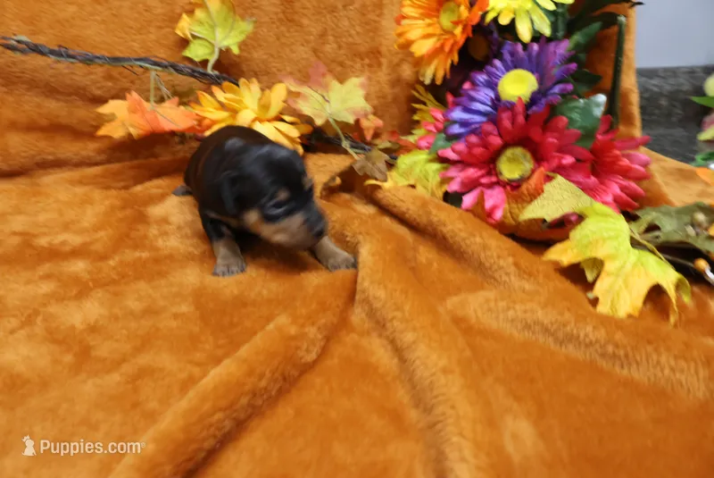 Gator – Miniature Pinscher puppy for sale in Harrisonburg, VA