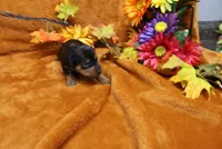 Gator, a male Miniature Pinscher for sale in Harrisonburg, VA – 1 of 7