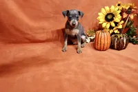 Toto, a male Miniature Pinscher for sale in Harrisonburg, VA – 4 of 7
