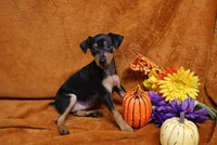 Mable, a female Miniature Pinscher for sale in Harrisonburg, VA – 5 of 8