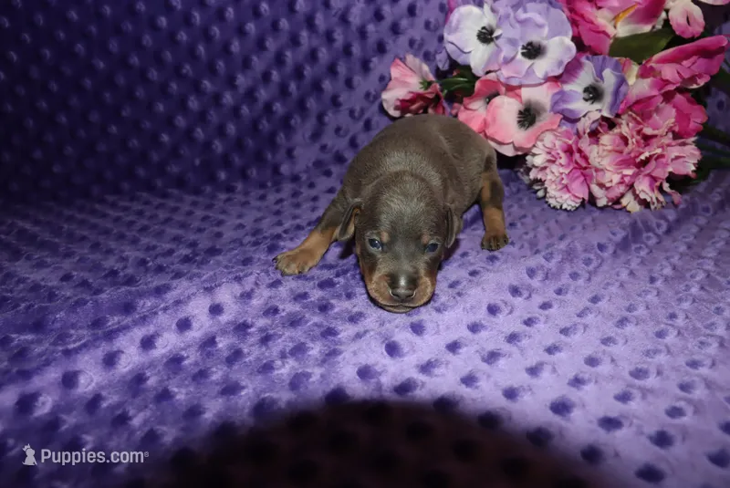 Bella – Miniature Pinscher puppy for sale in Harrisonburg, VA
