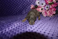 Bella, a female Miniature Pinscher for sale in Harrisonburg, VA – 1 of 7