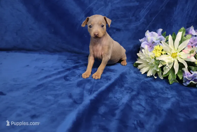Leo – Miniature Pinscher puppy for sale in Harrisonburg, VA