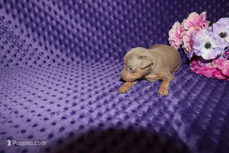 Dolly – Miniature Pinscher puppy for sale in Harrisonburg, VA