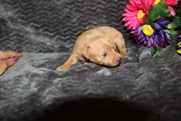 storm, a female Miniature Pinscher for sale in Harrisonburg, VA – 7 of 8
