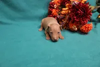 Harley, a male Miniature Pinscher for sale in Harrisonburg, VA – 5 of 7