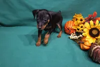 Marty, a male Miniature Pinscher for sale in Harrisonburg, VA – 6 of 7