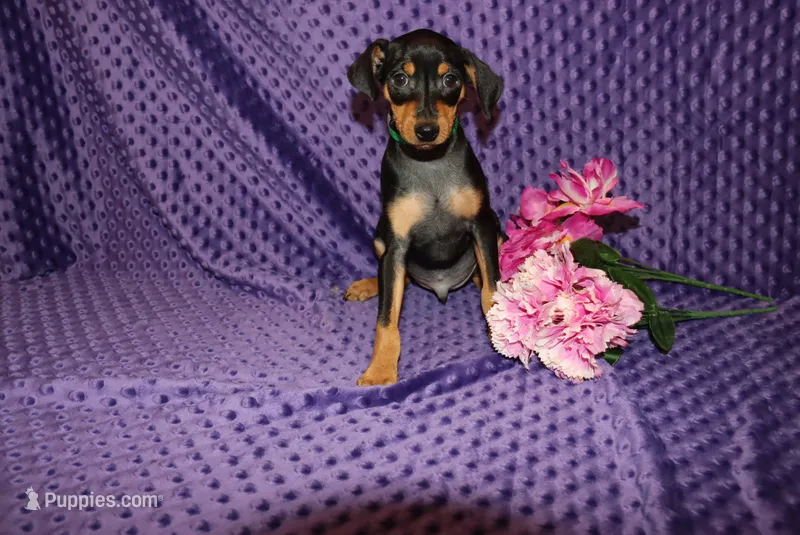 4th July SALE Woody – Miniature Pinscher puppy for sale in Harrisonburg, VA