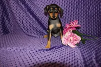 4th July SALE Woody, a male Miniature Pinscher for sale in Harrisonburg, VA – 1 of 6