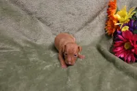 Kala, a female Miniature Pinscher for sale in Harrisonburg, VA – 6 of 7