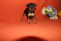 Bear, a male Miniature Pinscher for sale in Harrisonburg, VA – 3 of 6