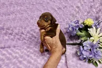 Diesel, a male Miniature Pinscher for sale in Harrisonburg, VA – 5 of 8