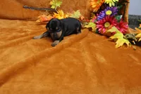 Gator, a male Miniature Pinscher for sale in Harrisonburg, VA – 3 of 7