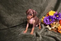 Dexter--Halloween Special, a male Miniature Pinscher for sale in Harrisonburg, VA – 5 of 9
