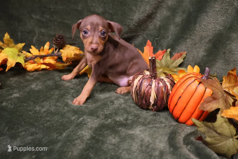 Raisin – Miniature Pinscher puppy for sale in Harrisonburg, VA