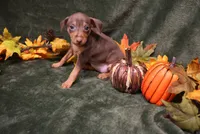 Raisin, a female Miniature Pinscher for sale in Harrisonburg, VA – 1 of 8
