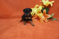 Bean, a male Miniature Pinscher for sale in Harrisonburg, VA – 6 of 8