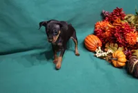 Clifford, a male Miniature Pinscher for sale in Harrisonburg, VA – 6 of 6