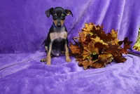 Jack, a male Miniature Pinscher for sale in Harrisonburg, VA – 7 of 8