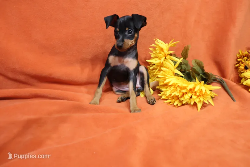 Roise – Miniature Pinscher puppy for sale in Harrisonburg, VA