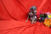 Oscar, a male Miniature Pinscher for sale in Harrisonburg, VA – 3 of 6