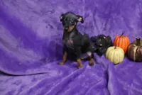 Duke, a male Miniature Pinscher for sale in Harrisonburg, VA – 5 of 8