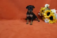 Star, a female Miniature Pinscher for sale in Harrisonburg, VA – 5 of 8