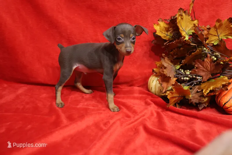 Mickey – Miniature Pinscher puppy for sale in Harrisonburg, VA