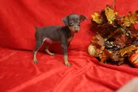 Mickey, a male Miniature Pinscher for sale in Harrisonburg, VA – 1 of 9