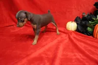 Reeses, a female Miniature Pinscher for sale in Harrisonburg, VA – 4 of 8