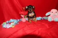 Aurura, a female Miniature Pinscher for sale in Harrisonburg, VA – Photo 2 of 8