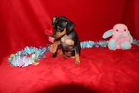 Aurura, a female Miniature Pinscher for sale in Harrisonburg, VA – Photo 3 of 8