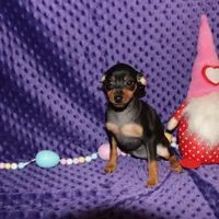 Aurura, a female Miniature Pinscher for sale in Harrisonburg, VA – Photo 1 of 6