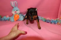 Aurura, a female Miniature Pinscher for sale in Harrisonburg, VA – Photo 5 of 6