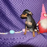 Aurura, a female Miniature Pinscher for sale in Harrisonburg, VA – Photo 2 of 6