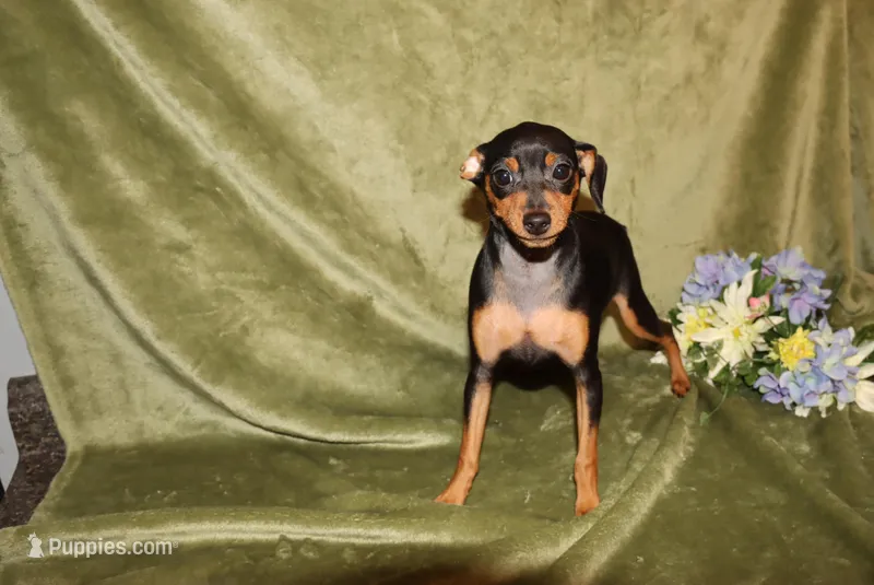 Aurura – Miniature Pinscher puppy for sale in Harrisonburg, VA