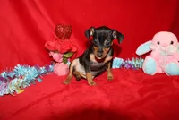 Aurura, a female Miniature Pinscher for sale in Harrisonburg, VA – Photo 4 of 8