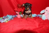 Aurura, a female Miniature Pinscher for sale in Harrisonburg, VA – Photo 6 of 8