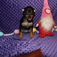 Aurura, a female Miniature Pinscher for sale in Harrisonburg, VA – Photo 3 of 6