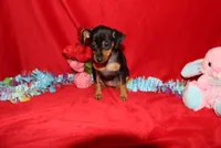 Aurura, a female Miniature Pinscher for sale in Harrisonburg, VA – Photo 1 of 8