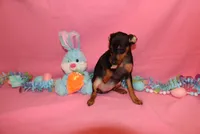 Aurura, a female Miniature Pinscher for sale in Harrisonburg, VA – Photo 6 of 6