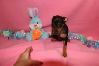 Aurura, a female Miniature Pinscher for sale in Harrisonburg, VA – Photo 4 of 6