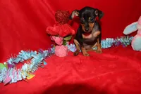 Aurura, a female Miniature Pinscher for sale in Harrisonburg, VA – Photo 8 of 8