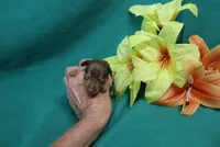 Reeses, a female Miniature Pinscher for sale in Harrisonburg, VA – 4 of 7