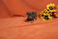 Taco, a male Miniature Pinscher for sale in Harrisonburg, VA – 4 of 7