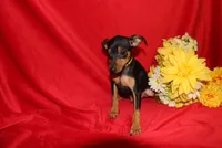 Benny, a male Miniature Pinscher for sale in Harrisonburg, VA – 2 of 6