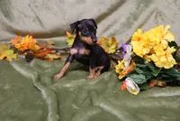 Weenie, a female Miniature Pinscher for sale in Harrisonburg, VA – 4 of 7
