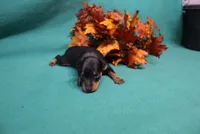 Blair, a female Miniature Pinscher for sale in Harrisonburg, VA – 4 of 7