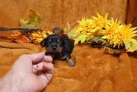 Foxy, a female Miniature Pinscher for sale in Harrisonburg, VA – 4 of 5