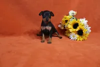 Star, a female Miniature Pinscher for sale in Harrisonburg, VA – 6 of 8